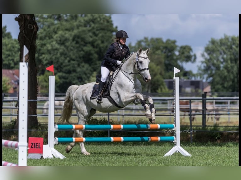 Caballo de deporte alemán Caballo castrado 20 años 165 cm Tordo in Neumünster