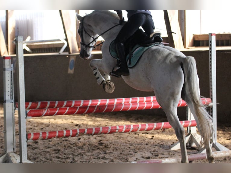 Caballo de deporte alemán Caballo castrado 20 años 165 cm Tordo in Neumünster