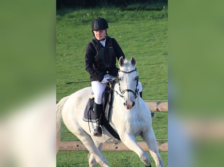 Caballo de deporte alemán Caballo castrado 20 años 165 cm Tordo in Neumünster