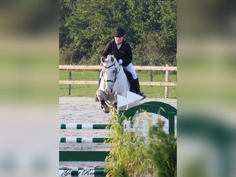 Caballo de deporte alemán Caballo castrado 20 años 165 cm Tordo in Neumünster