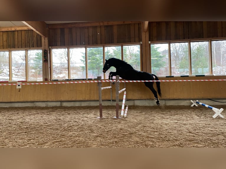 Caballo de deporte alemán Caballo castrado 20 años 180 cm Castaño oscuro in Bautzen