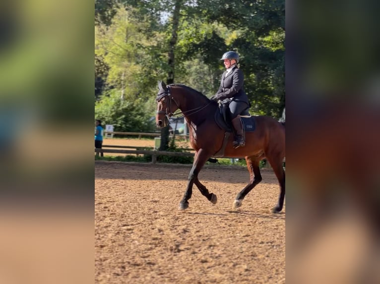 Caballo de deporte alemán Caballo castrado 21 años 162 cm Castaño in Unterföhring