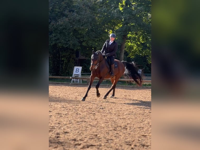 Caballo de deporte alemán Caballo castrado 21 años 162 cm Castaño in Unterföhring