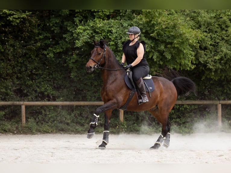 Caballo de deporte alemán Caballo castrado 21 años 162 cm Castaño in Unterföhring