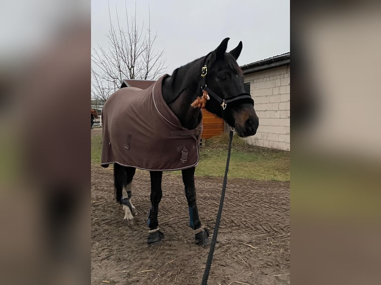 Caballo de deporte alemán Caballo castrado 21 años 165 cm Negro in Perwenitz