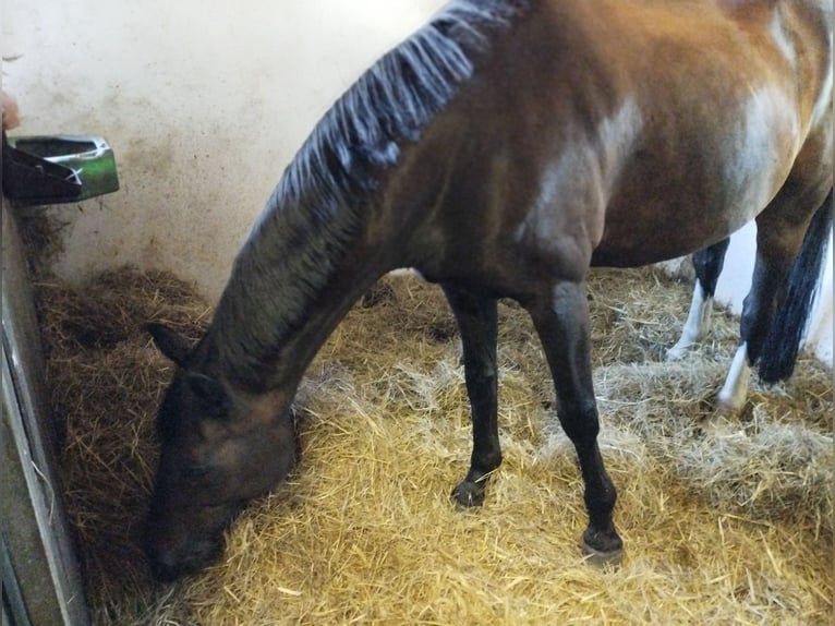 Caballo de deporte alemán Caballo castrado 21 años 165 cm Negro in Perwenitz