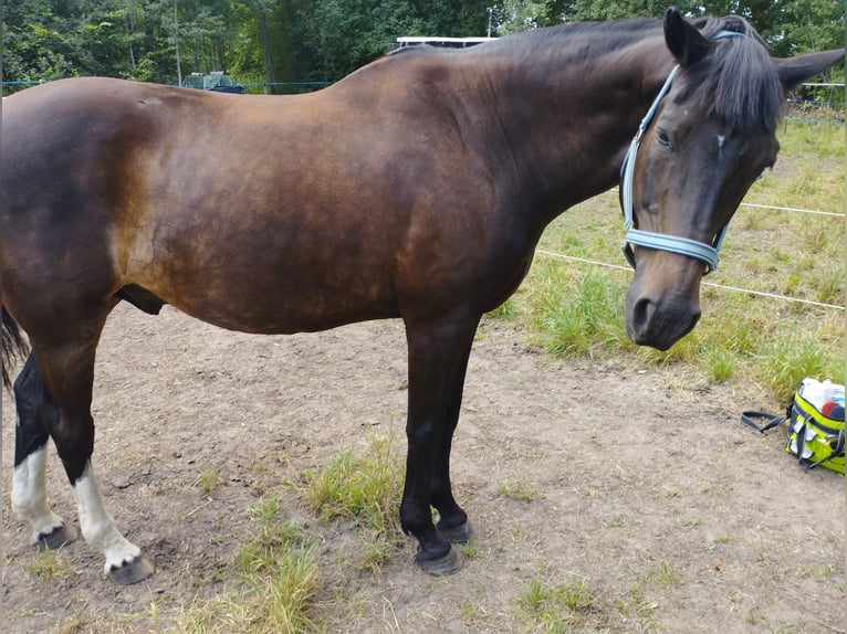 Caballo de deporte alemán Caballo castrado 21 años 165 cm Negro in Perwenitz