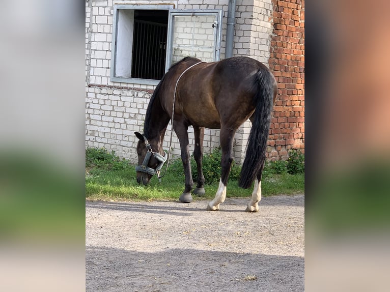 Caballo de deporte alemán Caballo castrado 21 años 165 cm Negro in Werneuchen