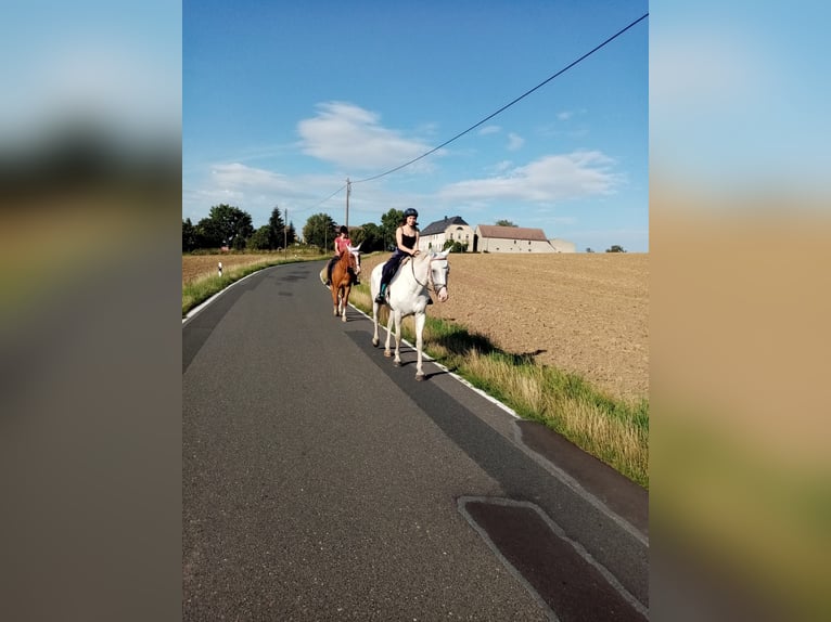Caballo de deporte alemán Caballo castrado 21 años 165 cm Tordo rodado in Ostrau