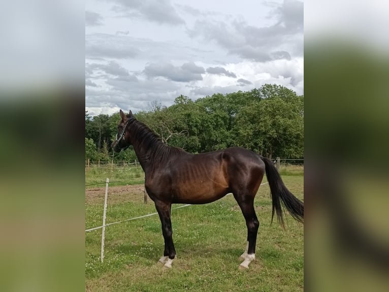 Caballo de deporte alemán Caballo castrado 2 años 162 cm Castaño in Burgen