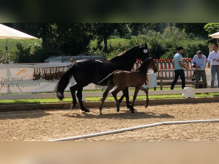 Caballo de deporte alemán Caballo castrado 2 años 164 cm Morcillo in Deining