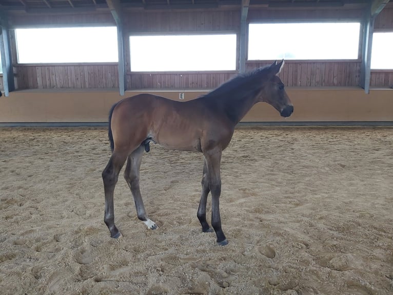 Caballo de deporte alemán Caballo castrado 2 años 164 cm Morcillo in Deining