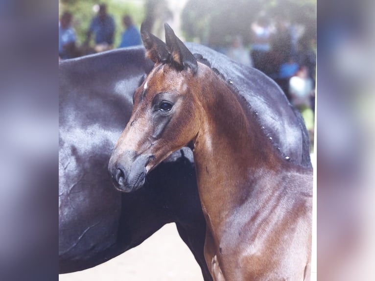 Caballo de deporte alemán Caballo castrado 2 años 164 cm Morcillo in Deining