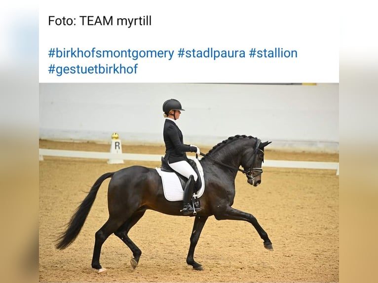 Caballo de deporte alemán Caballo castrado 2 años 164 cm Morcillo in Deining