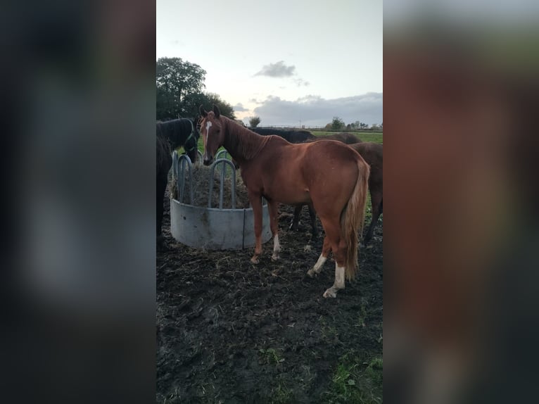 Caballo de deporte alemán Caballo castrado 2 años 165 cm Alazán in Rehburg-Loccum Münchehagen