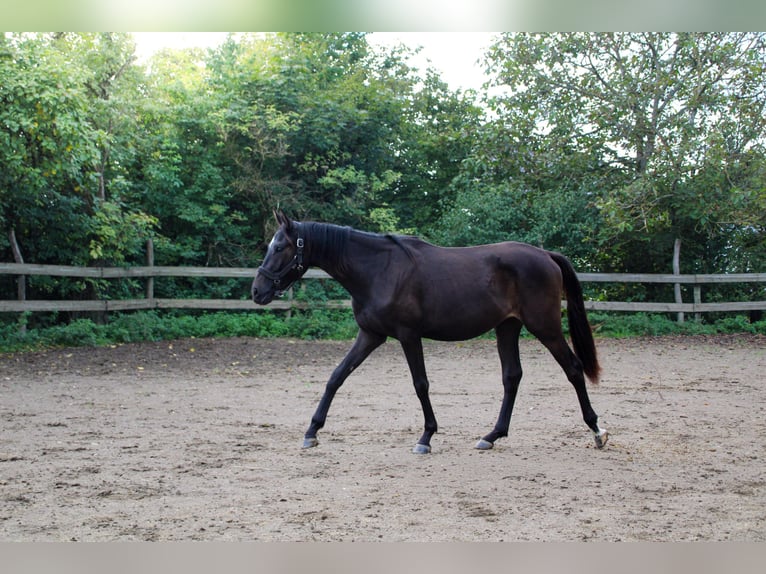 Caballo de deporte alemán Caballo castrado 2 años 165 cm Negro in Kurtscheid