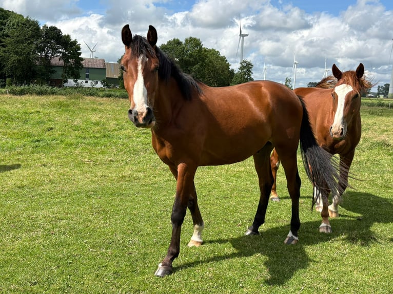 Caballo de deporte alemán Caballo castrado 2 años 166 cm Castaño in Volsemenhusen