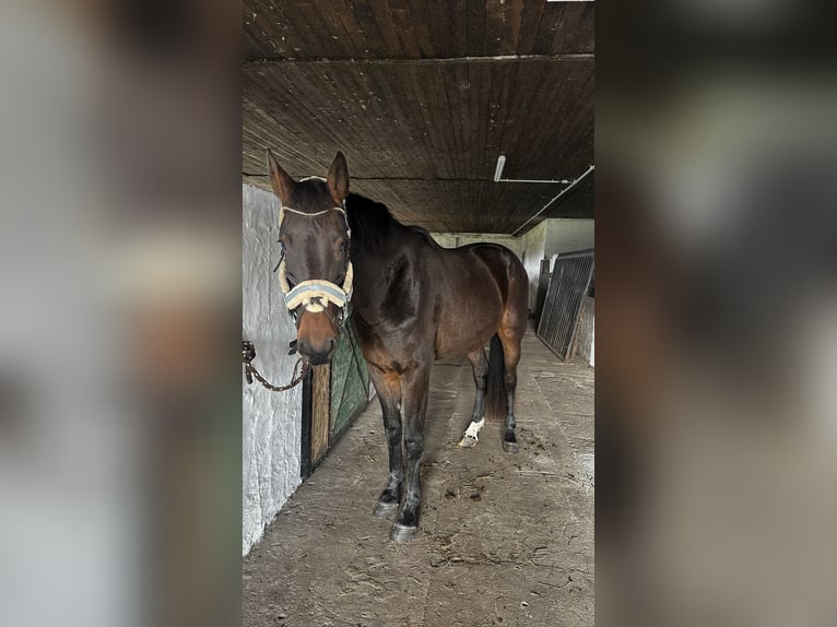 Caballo de deporte alemán Caballo castrado 2 años 167 cm Morcillo in Peckfitz