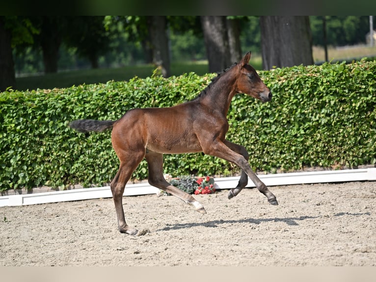 Caballo de deporte alemán Caballo castrado 2 años 168 cm Castaño oscuro in Gollenberg