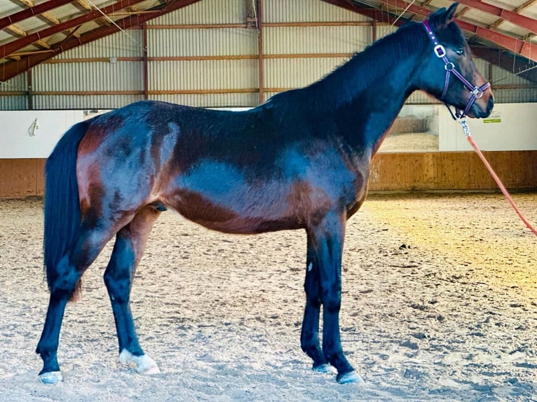 Caballo de deporte alemán Caballo castrado 2 años 168 cm Castaño oscuro in Gollenberg