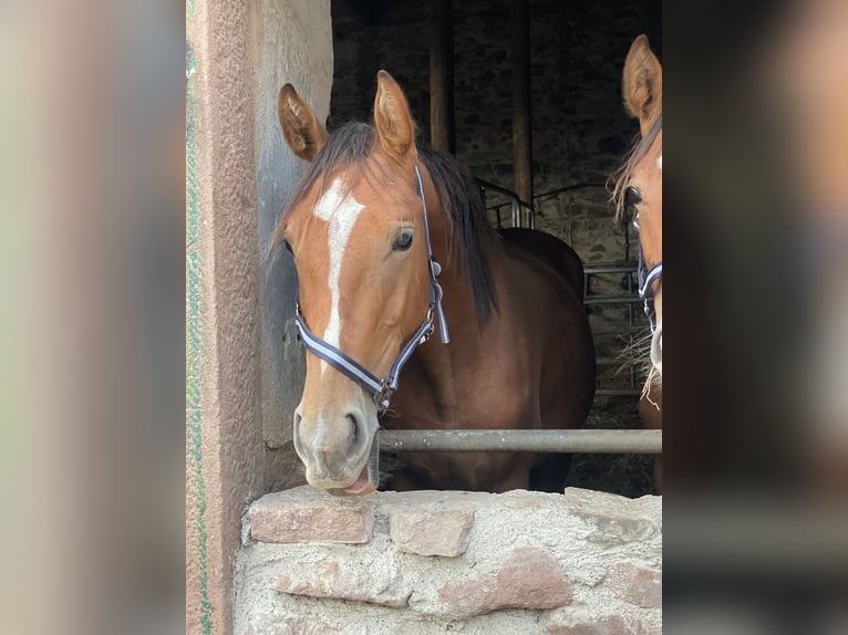 Caballo de deporte alemán Caballo castrado 2 años 170 cm Castaño in Hohe Börde