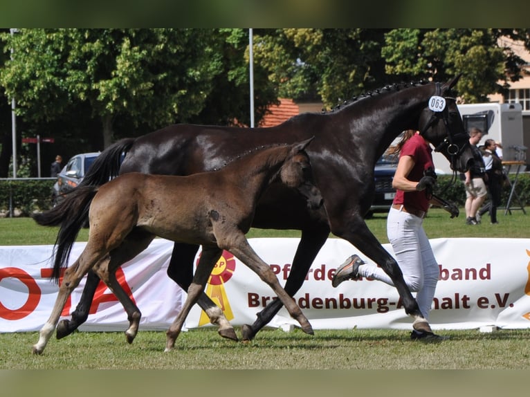 Caballo de deporte alemán Caballo castrado 2 años 170 cm Morcillo in Wittstock/Dosse