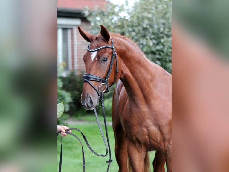 Caballo de deporte alemán Caballo castrado 2 años 172 cm Alazán in Kutenholz