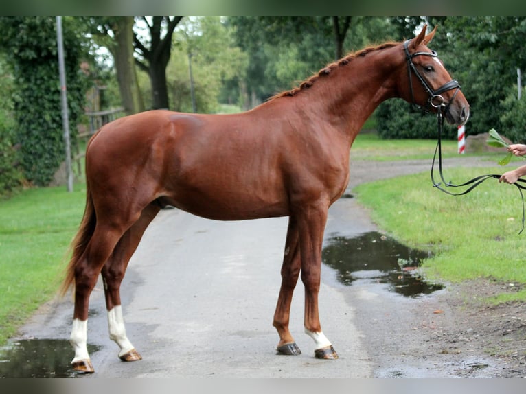 Caballo de deporte alemán Caballo castrado 2 años 172 cm Alazán in Kutenholz