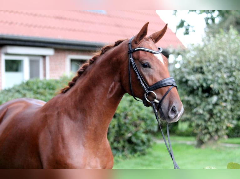 Caballo de deporte alemán Caballo castrado 2 años 172 cm Alazán in Kutenholz