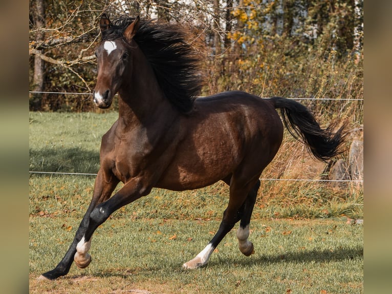 Caballo de deporte alemán Caballo castrado 2 años 175 cm Castaño in Schönau-Berzdorf