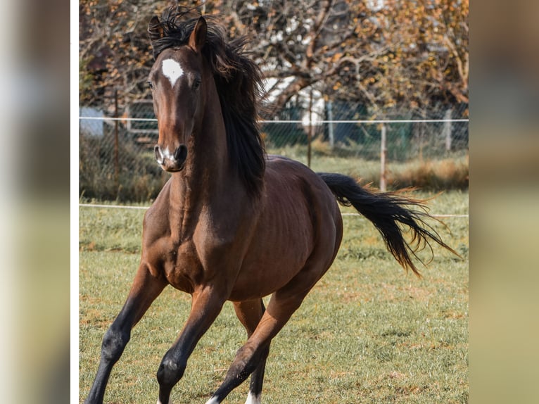 Caballo de deporte alemán Caballo castrado 2 años 175 cm Castaño in Schönau-Berzdorf