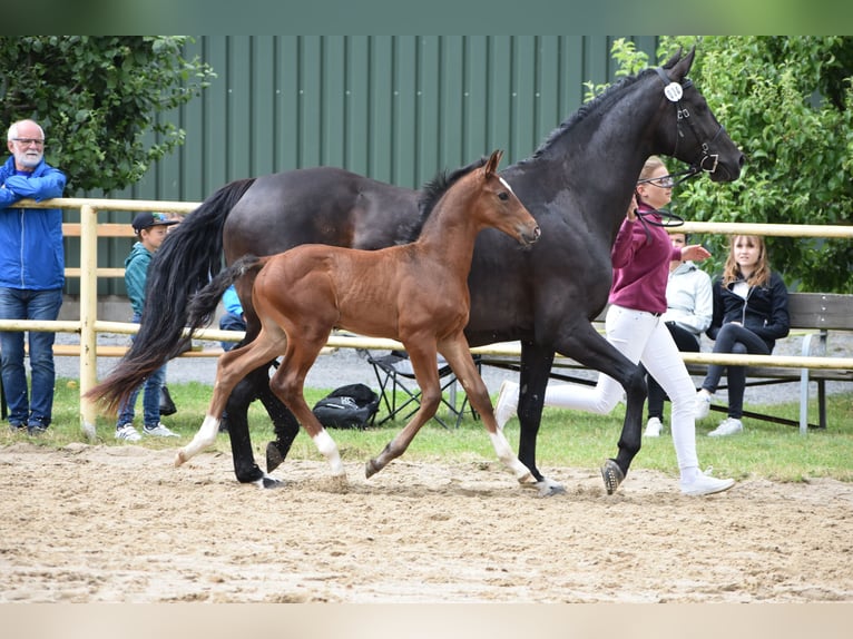 Caballo de deporte alemán Caballo castrado 2 años 175 cm Castaño in Schönau-Berzdorf