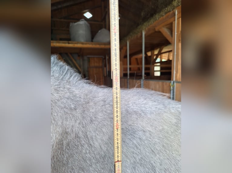 Caballo de deporte alemán Caballo castrado 2 años 175 cm Tordillo negro in Au