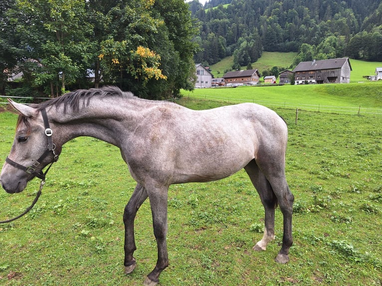 Caballo de deporte alemán Caballo castrado 2 años 175 cm Tordillo negro in Au