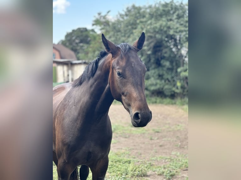 Caballo de deporte alemán Caballo castrado 2 años Castaño in Güsten