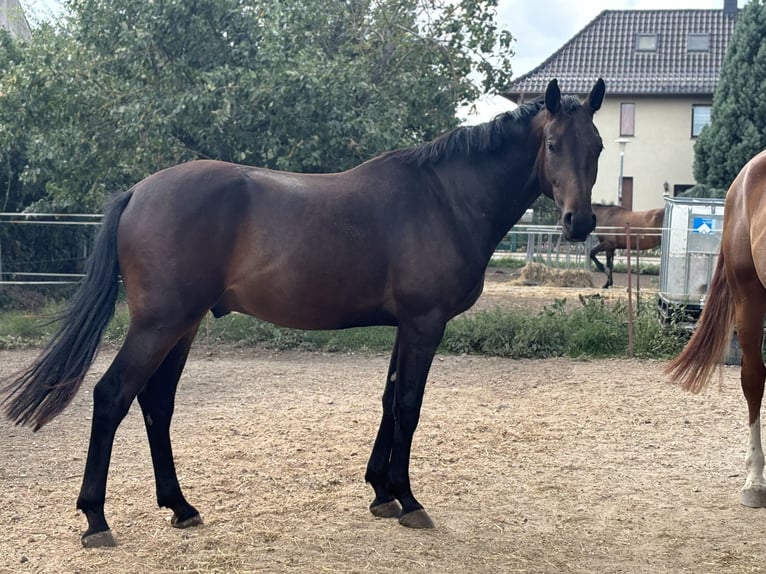 Caballo de deporte alemán Caballo castrado 2 años Castaño in Güsten