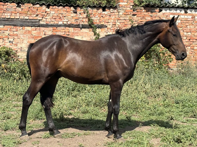 Caballo de deporte alemán Caballo castrado 2 años Castaño in Güsten