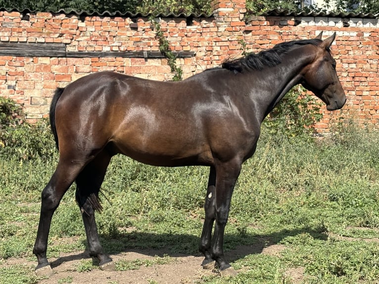 Caballo de deporte alemán Caballo castrado 2 años Castaño in Güsten