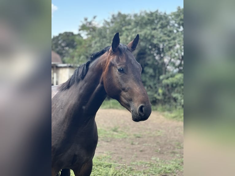 Caballo de deporte alemán Caballo castrado 2 años Castaño in Güsten