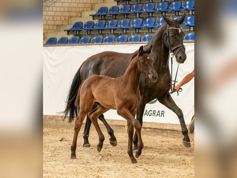 Caballo de deporte alemán Caballo castrado 2 años Negro in Leuna