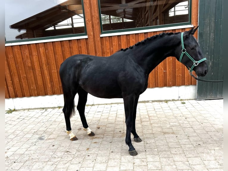 Caballo de deporte alemán Caballo castrado 2 años Negro in Meckenbeuren