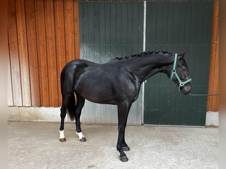 Caballo de deporte alemán Caballo castrado 2 años Negro in Meckenbeuren