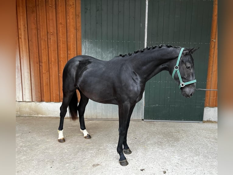 Caballo de deporte alemán Caballo castrado 2 años Negro in Meckenbeuren