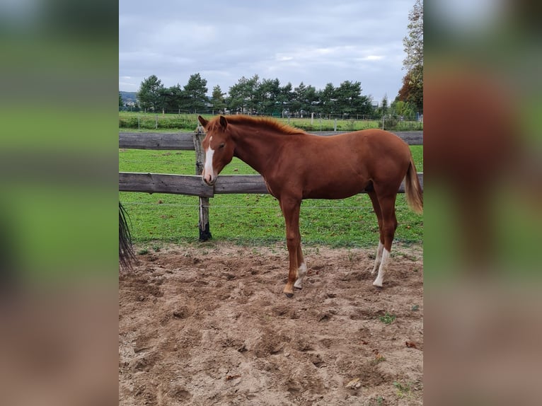 Caballo de deporte alemán Caballo castrado 3 años 150 cm Alazán in Neuensund