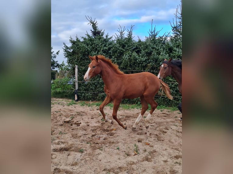 Caballo de deporte alemán Caballo castrado 3 años 150 cm Alazán in Neuensund