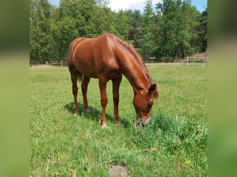 Caballo de deporte alemán Caballo castrado 3 años 155 cm Alazán in Uhyst