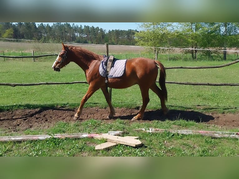 Caballo de deporte alemán Caballo castrado 3 años 155 cm Alazán in Uhyst