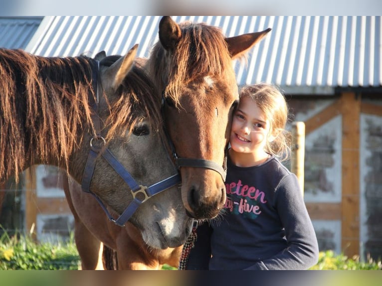 Caballo de deporte alemán Mestizo Caballo castrado 3 años 155 cm Castaño in Mudau