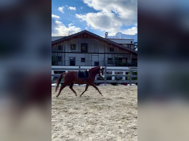 Caballo de deporte alemán Caballo castrado 3 años 156 cm Alazán in Schenna