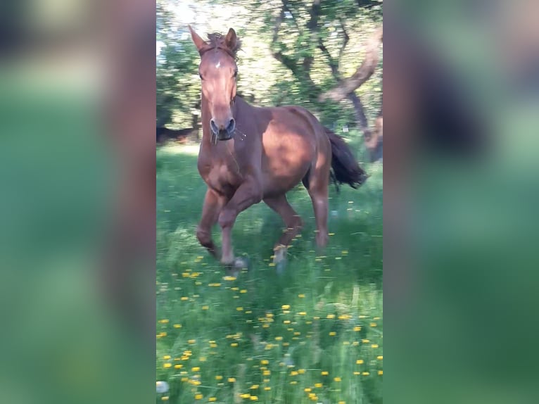 Caballo de deporte alemán Caballo castrado 3 años 159 cm Alazán in Heideland bei Eisenberg